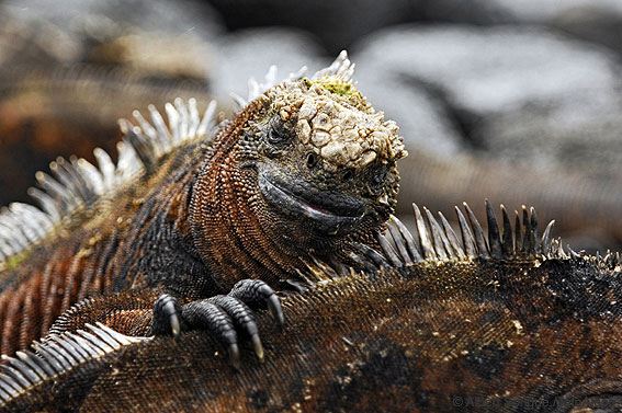 Islas Galapagos