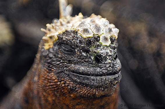 Islas Galapagos