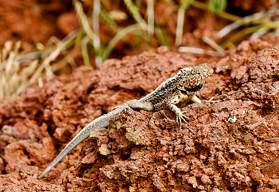 Islas Galapagos