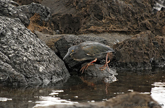 Islas Galapagos