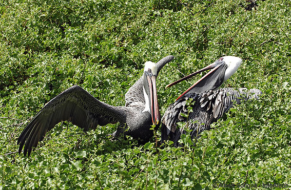 Islas Galapagos