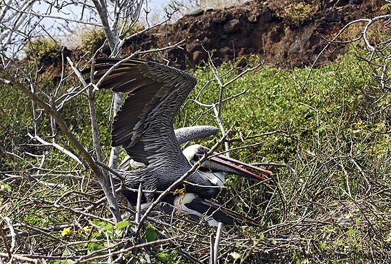 Islas Galapagos