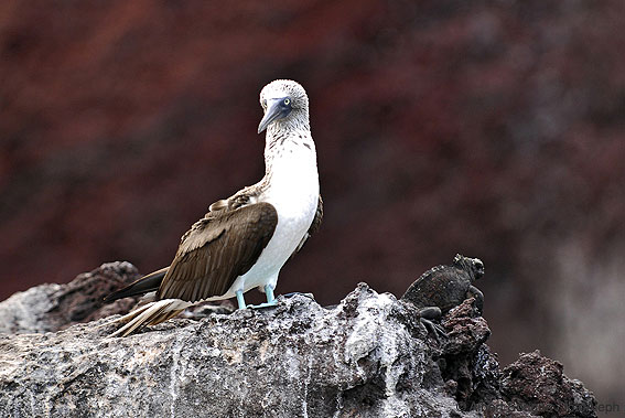 Islas Galapagos