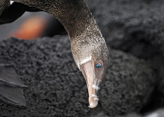 Islas Galapagos