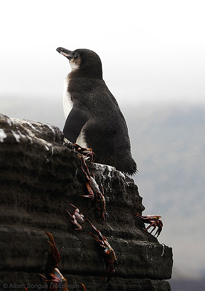 Islas Galapagos