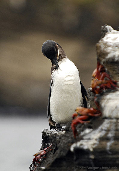 Islas Galapagos