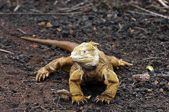 Islas Galapagos