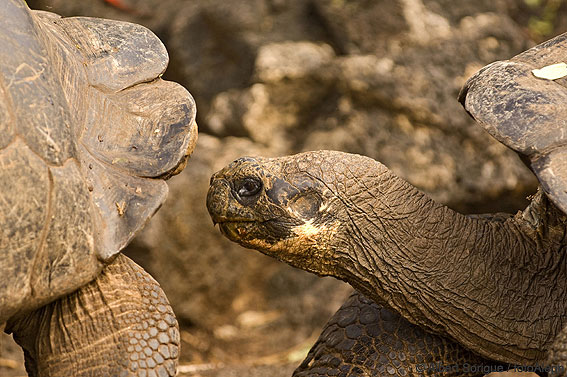 Islas Galapagos