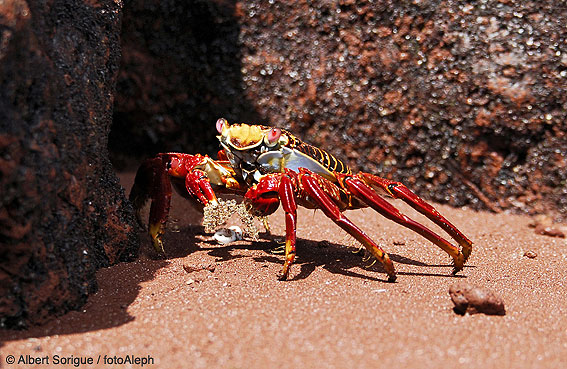 Islas Galapagos