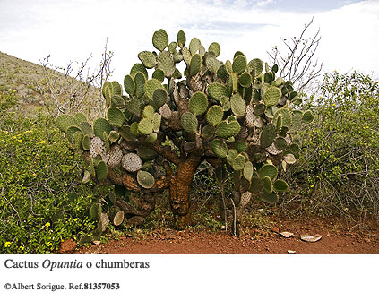 Islas Galapagos