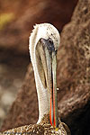 Islas Galapagos