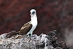 Islas Galapagos