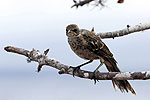 Islas Galapagos