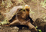 Islas Galapagos