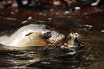 Islas Galapagos