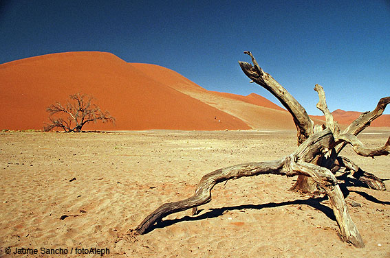 Las dunas gigantes del Namib