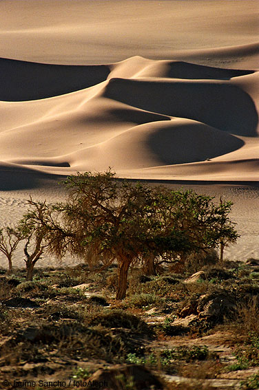 Las dunas gigantes del Namib