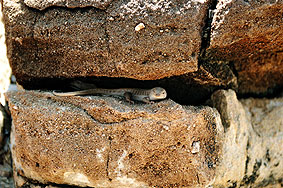 Fauna del Namib