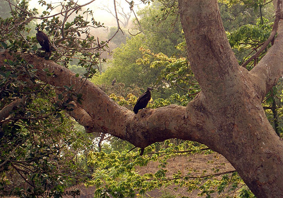 Portal a Senegal