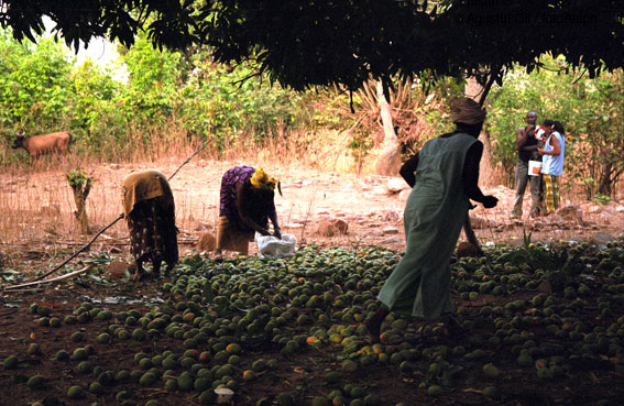 Portal a Senegal