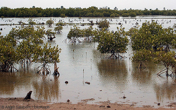 Portal a Senegal