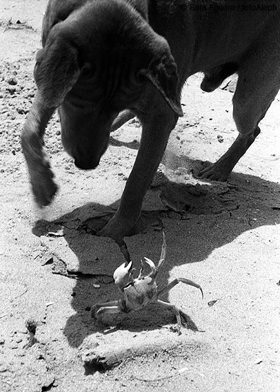 Portal a Senegal