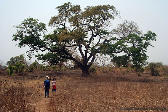 Portal a Senegal