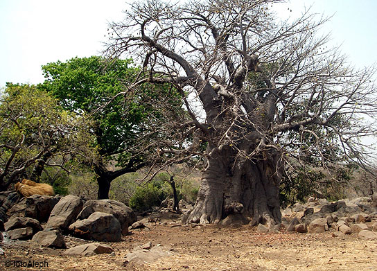 Portal a Senegal