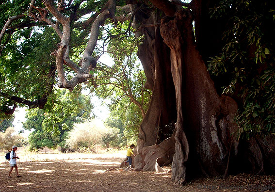 Portal a Senegal