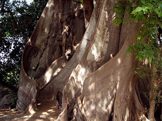 Portal a Senegal