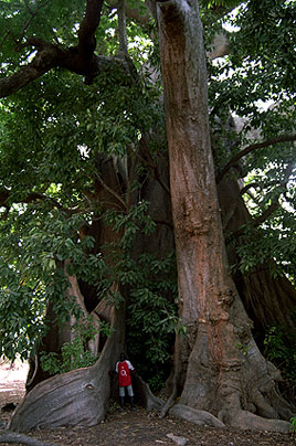 Portal a Senegal