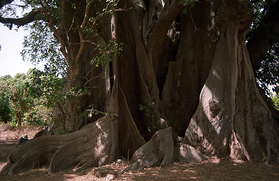 Portal a Senegal