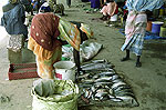 Portal a Senegal