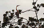 Portal a Senegal