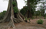 Los arboles sagrados