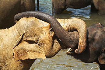 Sri Lanka