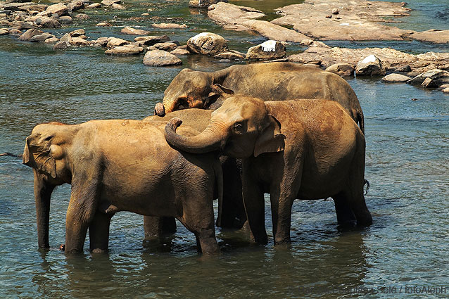 Sri Lanka