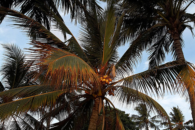 Sri Lanka