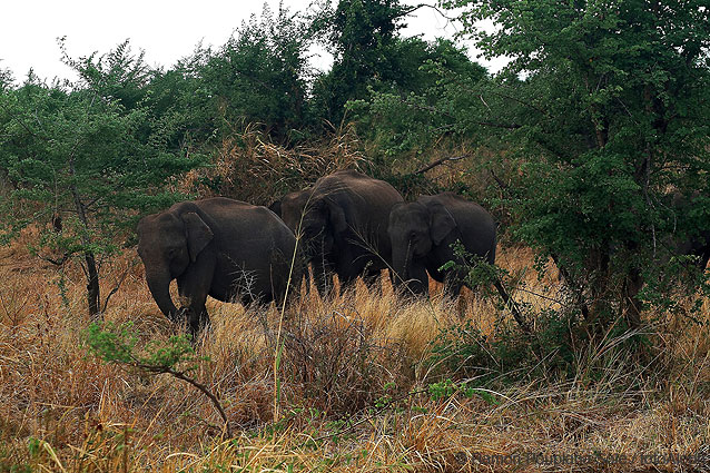 Sri Lanka