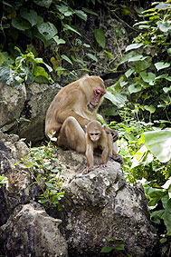 Tailandia