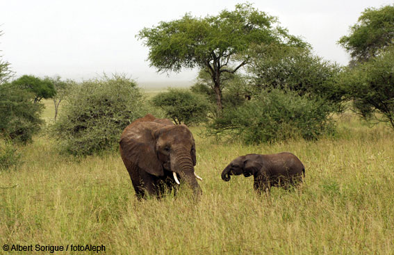 Tanzania