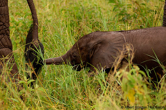 Tanzania