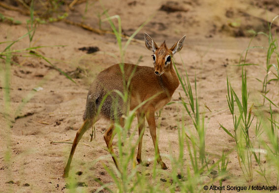 Tanzania