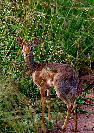 Tanzania