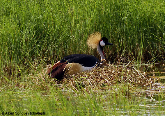 Tanzania