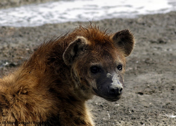 Tanzania