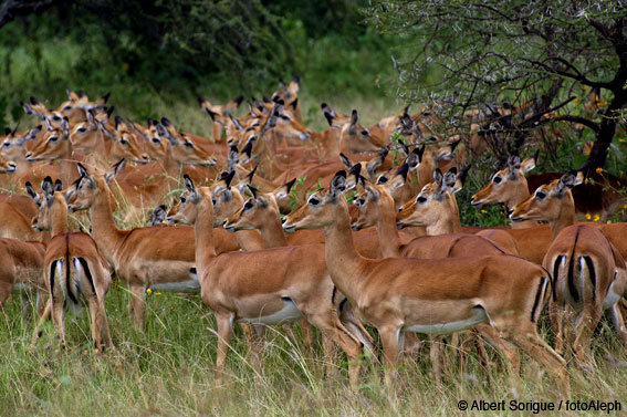 Tanzania