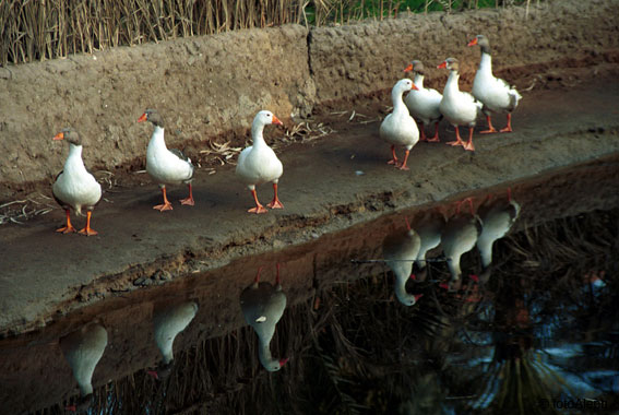 Espejos de agua